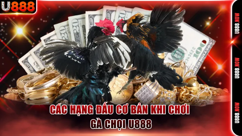 Các hạng đấu cơ bản khi chơi gà chọi U888
