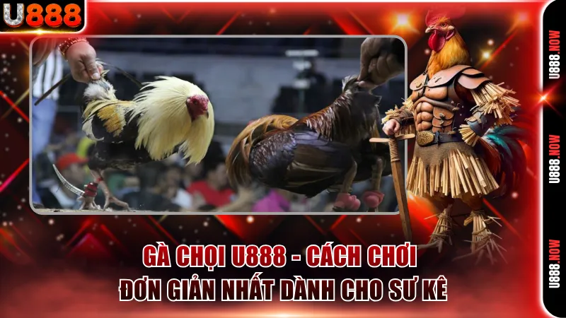 Gà chọi U888
