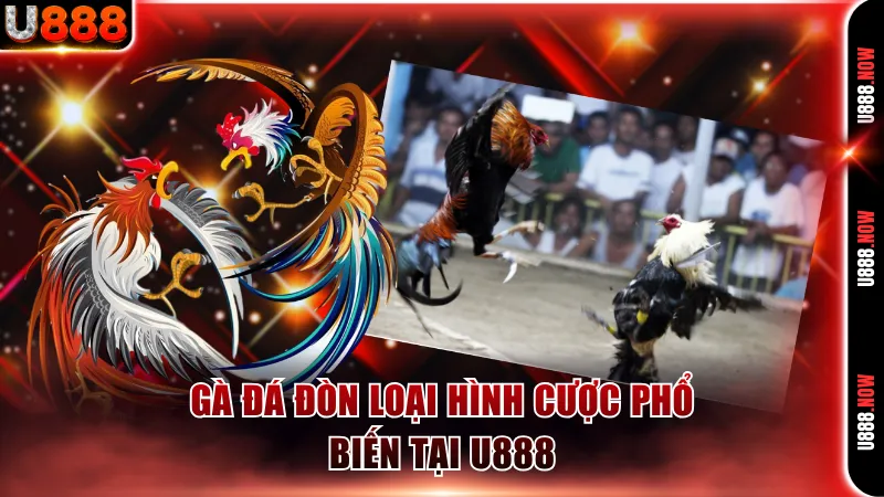 Gà đá đòn U888 loại hình cược phổ biến hiện nay 
